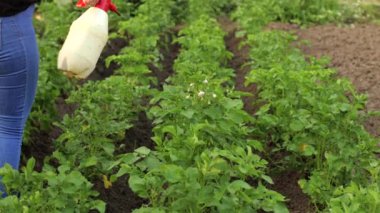 Patates ve patates böcekleri. Evin yakınındaki tarlada. Böcekler ve böcekler mahsulü yok eder. Patates tarlası, parazitlere karşı püskürtülmeli. Tarlada yeşil yapraklar var. Tarım arazileri