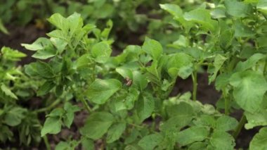 Patates ve patates böcekleri. Evin yakınındaki tarlada. Böcekler ve böcekler mahsulü yok eder. Patates tarlası, parazitlere karşı püskürtülmeli. Tarlada yeşil yapraklar var. Tarım arazileri