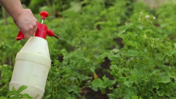 감자와 딱정벌레 근처의 딱정벌레와 곤충들 농작물을 놓는다 밭에서는 기생충에 필요가 — 비디오