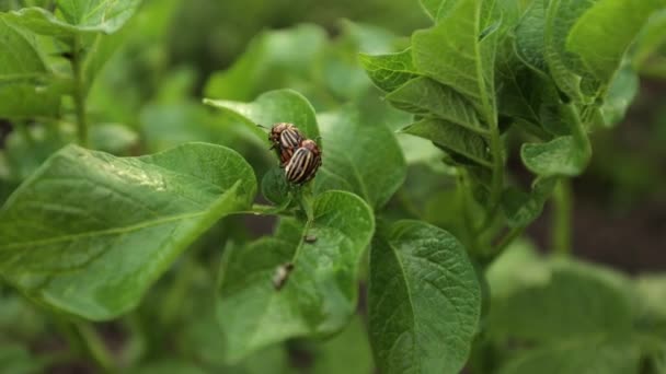 Pommes Terre Dendroctones Champ Près Maison Les Scarabées Les Insectes — Video