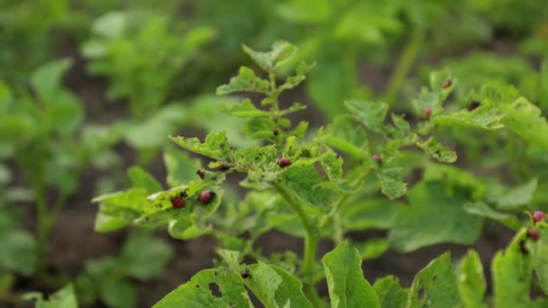 Patates Patates Böcekleri Evin Yakınındaki Tarlada Böcekler Böcekler Mahsulü Yok — Stok video