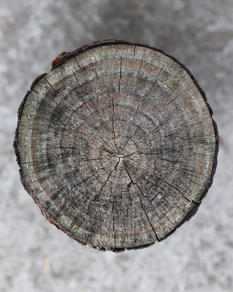Textura Madeira Seca Fundo Coto Textura Cinza Árvore Velha Árvore — Fotografia de Stock