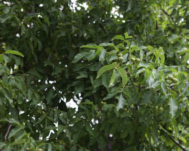 Volyn cevizi, yazın yeşil bir ağaç, bir sürü yaprak. Hafif bir esinti ağaçtaki yaprakları sallıyor