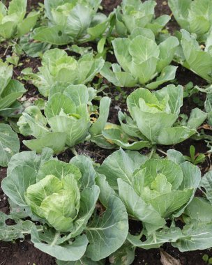 Yazın yeşil lahana yaprakları. Hasat tarlası, tarım, lahana bakımı. Küçük hasat, tarlada çok yaprak yiyen salyangozlar.