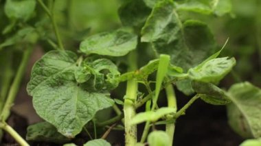 Tarlada çok patates var. Tarım, yazın yeşil patates yaprakları. Colorado böcekleri yumruyu yok eder. Böcekler ve böcekler mahsulü yok eder. Parazitlere püskürtülmeli..
