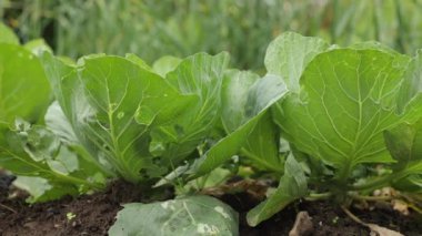Yazın yeşil lahana yaprakları. Hasat tarlası, tarım, lahana bakımı. Küçük hasat, tarlada çok yaprak yiyen salyangozlar.