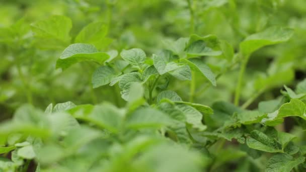 Muitas Batatas Campo Agricultura Folhas Verdes Batatas Verão Besouros Colorado — Vídeo de Stock