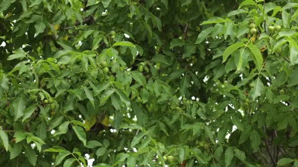 Volynův Vlašský Ořech Létě Zelený Strom Mnoho Listů Lehký Vánek — Stock video