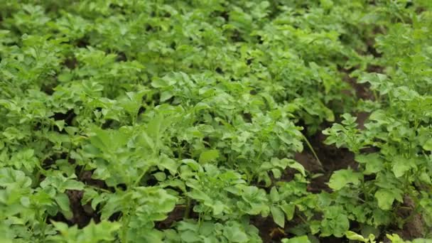 Poli Hodně Brambor Zemědělství Zelené Listy Brambor Létě Kolorádští Brouci — Stock video