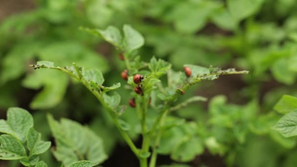 田里有许多土豆 夏天绿叶土豆 科罗拉多甲虫破坏了块茎 甲虫和昆虫破坏庄稼 必须用喷剂防治寄生虫 — 图库视频影像
