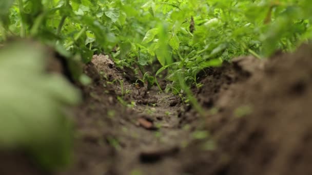 감자가 여름의 콜로라도 풍뎅이는 덩이줄기를 파괴합니다 딱정벌레와 농작물을 파괴하고 기생충에 — 비디오