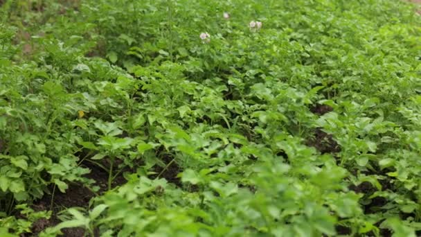 Muitas Batatas Campo Agricultura Folhas Verdes Batatas Verão Besouros Colorado — Vídeo de Stock