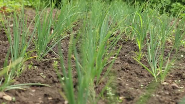 Cebola Verde Parte Verão Campo Colheita Agricultura Cuidados Com Cebola — Vídeo de Stock