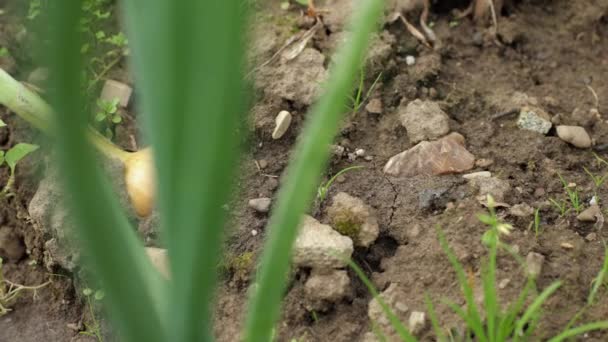 Πράσινα Φύλλα Κρεμμυδιού Καλοκαίρι Χωράφι Συγκομιδής Καλλιέργεια Φροντίδα Κρεμμυδιού Μια — Αρχείο Βίντεο