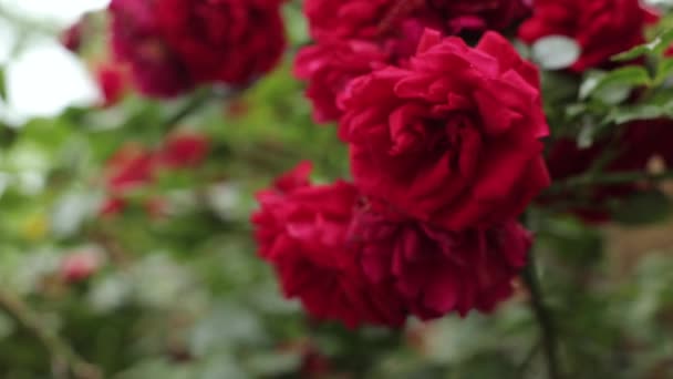 一丛丛红玫瑰 夏天有许多红玫瑰 它们已经熟透了 美丽的家和快乐的女人 3月8日或情人节的礼物 — 图库视频影像