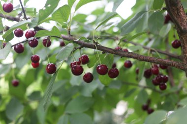 Olgun kiraz, kırmızı böğürtlen. Kirazlı bir ağaç. Yapraklı yeşil ağaç. Olgun meyveler