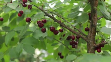 Olgun kiraz, kırmızı böğürtlen. Kirazlı bir ağaç. Yapraklı yeşil ağaç. Olgun meyveler