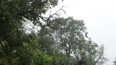 Ağaç ve yağmur, bahçede kötü hava. Doğanın arka planında yağmur. Yağmur damlaları ve rüzgar. İklim değişikliği, yaz yağmurları. Hava kasvetli, evde kalmak daha iyi.