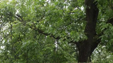 Ağaç ve yağmur, bahçede kötü hava. Doğanın arka planında yağmur. Yağmur damlaları ve rüzgar. İklim değişikliği, yaz yağmurları. Hava kasvetli, evde kalmak daha iyi.