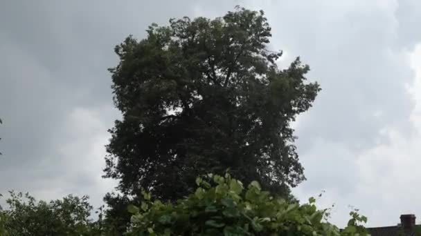 Дерево Дощ Погана Погода Подвір Дощ Тлі Природи Дощ Вітер — стокове відео