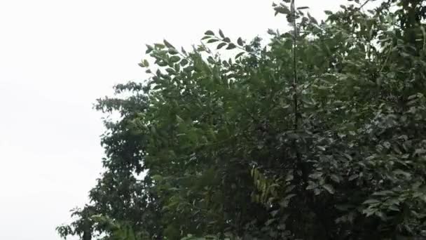 Strom Déšť Špatné Počasí Dvoře Déšť Pozadí Přírody Kapky Deště — Stock video