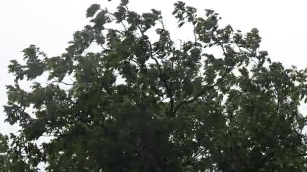 树和雨 院子里的坏天气 雨下在大自然的背景上 雨滴和风 气候变化 夏季降雨 天气很暗 最好呆在家里 — 图库视频影像