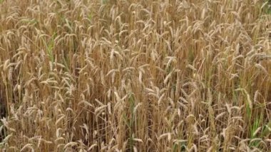 Sarı olgun buğday, kesilmeye hazır. Buğday tarlası, Ukrayna hasadı. Harman için tahıl. Bir sürü buğday, tarım. Tarlada hasat edin.