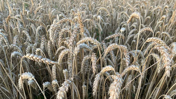 Gelber Reifer Weizen Bereit Zum Schneiden Weizenfeld Ukrainische Ernte Getreide — Stockfoto