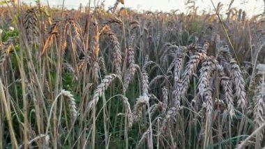 Sarı olgun buğday, kesilmeye hazır. Buğday tarlası, Ukrayna hasadı. Harman için tahıl. Bir sürü buğday, tarım. Tarlada hasat edin.