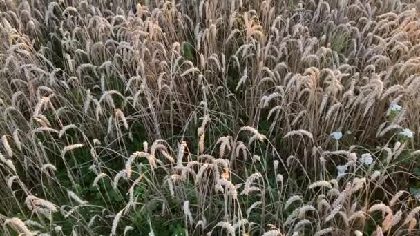 Желтая Спелая Пшеница Готовая Обрезке Пшеничное Поле Украинский Урожай Зерно — стоковое видео