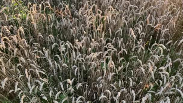 黄熟小麦 准备收割 乌克兰收获 谷粒的脱粒 许多麦穗 田里的收获 — 图库视频影像