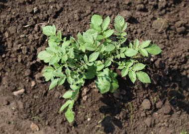 Tarlada büyüyen bir sürü patates var. Tarım, yazın yeşil patates yaprakları. Colorado böcekleri yumruyu yok eder. Böcekler mahsulü yok eder, parazitlere püskürtülmelidir..
