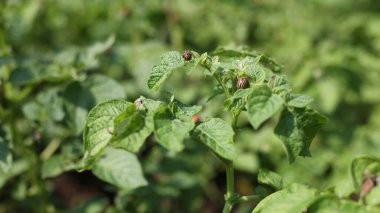 Tarlada büyüyen bir sürü patates var. Tarım, yazın yeşil patates yaprakları. Colorado böcekleri yumruyu yok eder. Böcekler mahsulü yok eder, parazitlere püskürtülmelidir..