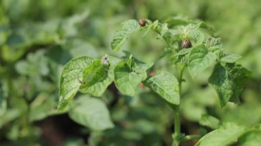 Tarlada büyüyen bir sürü patates var. Tarım, yazın yeşil patates yaprakları. Colorado böcekleri yumruyu yok eder. Böcekler mahsulü yok eder, parazitlere püskürtülmelidir..