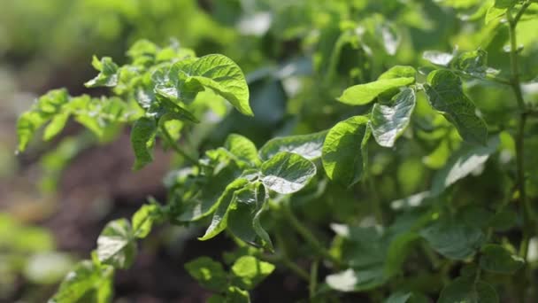Tarlada Büyüyen Bir Sürü Patates Var Tarım Yazın Yeşil Patates — Stok video