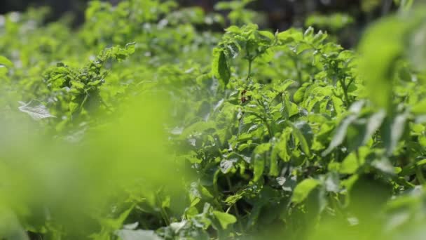 地里种着许多土豆 夏天绿叶土豆 科罗拉多甲虫破坏了块茎 甲壳虫破坏庄稼 必须用喷剂防治寄生虫 — 图库视频影像