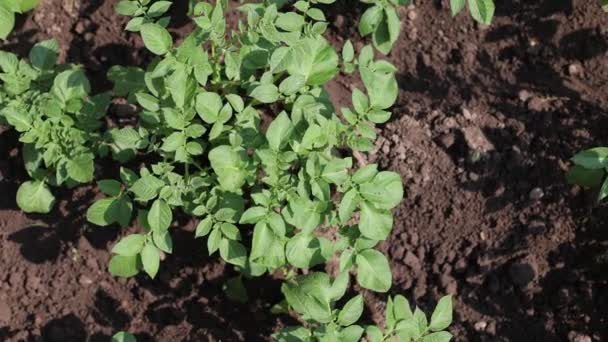 Поле Растет Много Картофеля Сельское Хозяйство Зеленые Листья Картошки Летом — стоковое видео