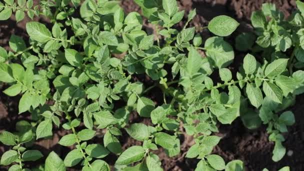Muitas Batatas Crescer Campo Agricultura Folhas Verdes Batatas Verão Besouros — Vídeo de Stock