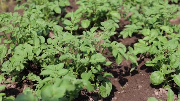 Auf Dem Feld Wachsen Viele Kartoffeln Landwirtschaft Grüne Kartoffelblätter Sommer — Stockvideo