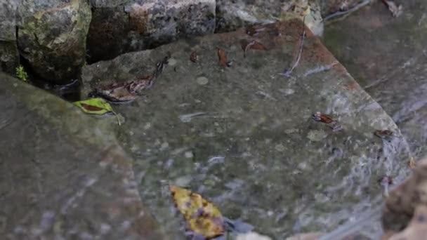 山の中を流れる 美しい流れが近づいている 貯水池のきれいな水 山の中の自然 きれいな空気と休息 純粋な泉の水 — ストック動画