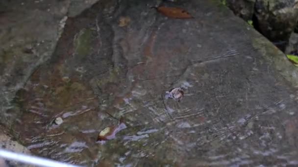Folyó Hegyekben Gyönyörű Patak Közeledik Tiszta Víz Tározókban Természet Hegyekben — Stock videók