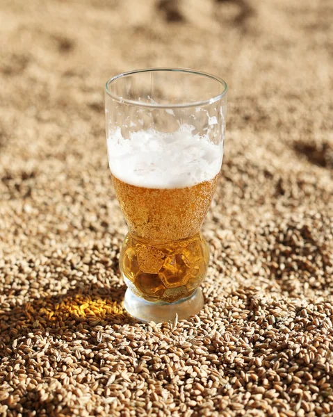 A glass of beer stands on wheat. Gold stock for the brewery. Natural sunlight, lots of grain and cold beer. Background of wheat, carbonated beer close-up. A lot of wheat and beer, like on sand