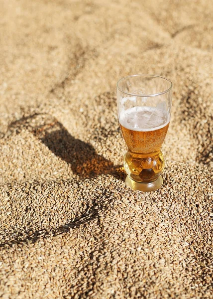 A glass of beer stands on wheat. Gold stock for the brewery. Natural sunlight, lots of grain and cold beer. Background of wheat, carbonated beer close-up. A lot of wheat and beer, like on sand