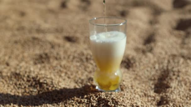 Bicchiere Birra Sta Sul Grano Azioni Oro Birrificio Luce Naturale — Video Stock