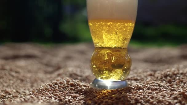 Copo Cerveja Está Trigo Estoque Ouro Para Cervejaria Luz Solar — Vídeo de Stock