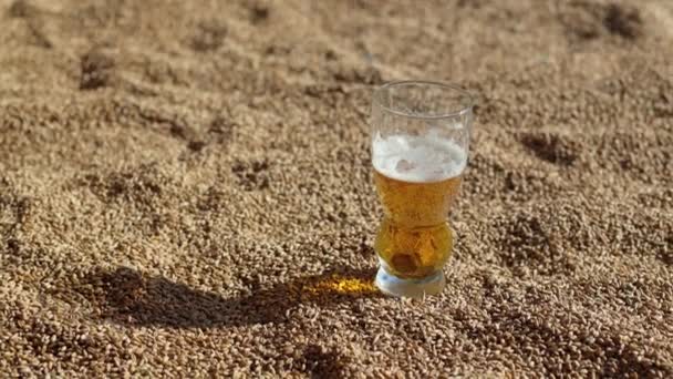 麦子上站着一杯啤酒 酿酒厂的黄金存货 自然的阳光 大量的谷物和冰啤酒 背景为小麦 碳酸啤酒特写 很多小麦和啤酒 就像在沙滩上 — 图库视频影像