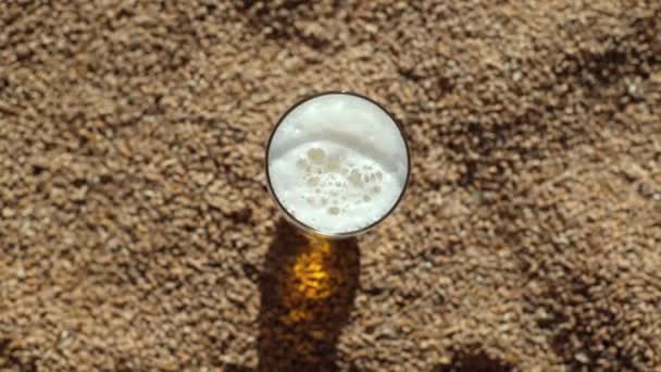 ビールのグラスが小麦の上に立っている 醸造所のための金の在庫 天然の日差し 穀物と冷たいビールがたくさん 小麦の背景 炭酸ビールのクローズアップ 砂のように多くの小麦とビール — ストック動画