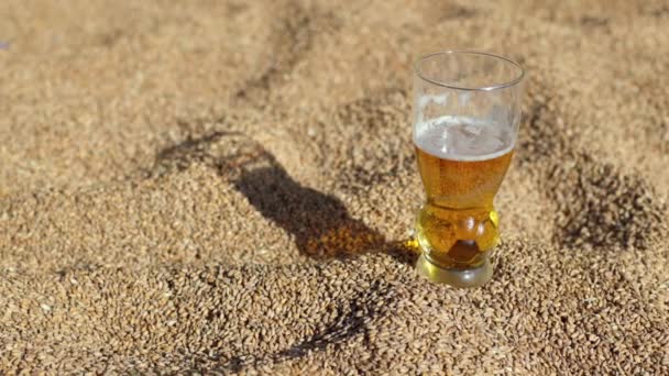 Copo Cerveja Está Trigo Estoque Ouro Para Cervejaria Luz Solar — Vídeo de Stock