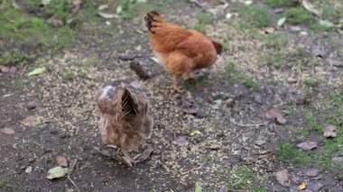 Bahçede tavuklar, kırsal alanda. Bir tavuk bahçede tahıl yer. Doğal alan, köydeki tavuklar. Yerden beslenen bir kuş..