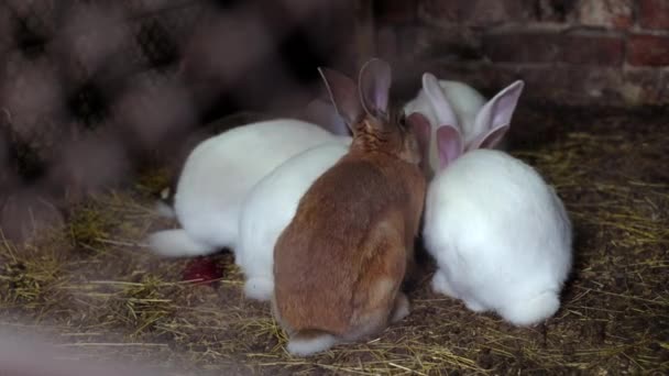 Кролики Сарай Їдять Зерно Білий Кролик Їсть Ячмінь Годування Тварин — стокове відео
